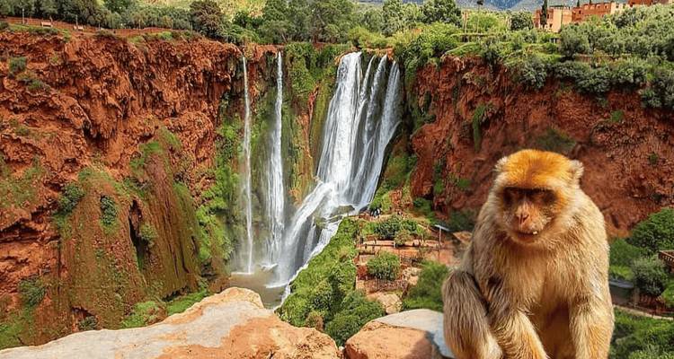 Un singe assis près de chutes d'eau magnifiques.