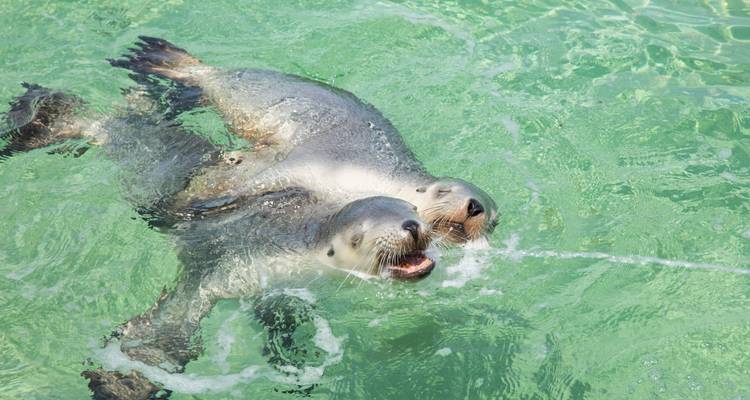 Pinnacles and Sea Lions Adventure - WA NT TOURS 2
