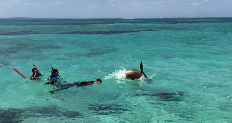Pinnacles and Sea Lions Adventure - WA NT TOURS 7