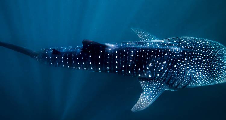 Underwater view of a massive spotted whale shark swimming in deep blue water