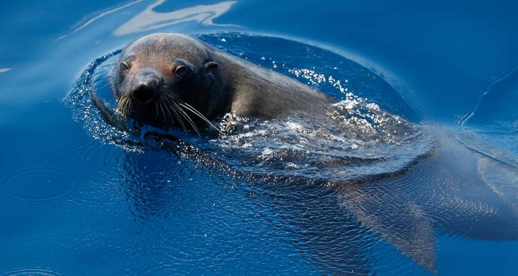 Close-up of a curious seal swimming in glassy deep-blue water