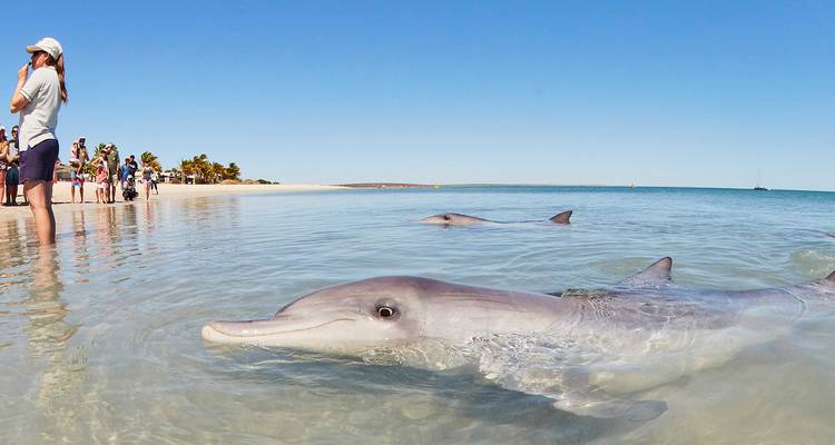 Shallow beach scene where dolphins swim close to shore while visitors observe from the waterline