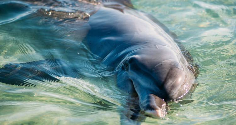 Close-up van een dolfijn die zwemt in helder water.