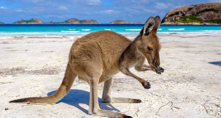 Circuit de l'arrière-pays du sud-ouest : 13 jours d'aventure sur la côte et dans la nature sauvage en Australie - WA NT TOURS 6