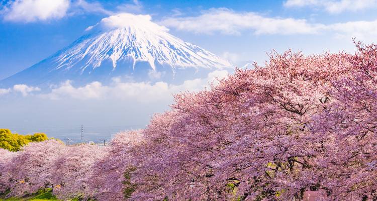 Monte Fuji con flores de cerezo en plena floración bajo un cielo azul brillante.