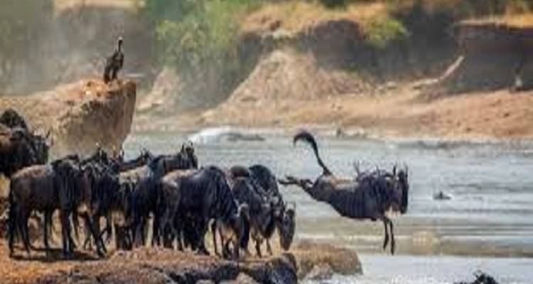 Tanzania National Park Safari: Serengeti Adventures - Kilingeadventures 1