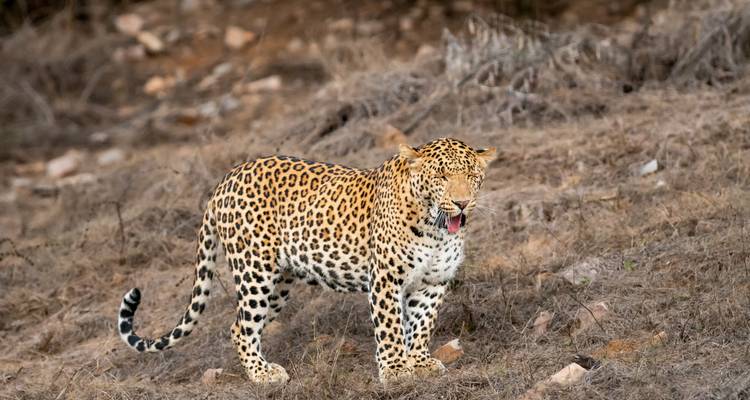 Viaje a India y Bután: Una odisea cultural -  Taj Voyages Tours  7