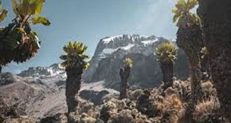Plantes tropicales sur un paysage montagneux.