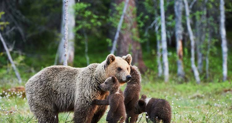 Circuit des points forts de l'Alaska : De Denali aux fjords de Kenai - Incredible Adventures 1