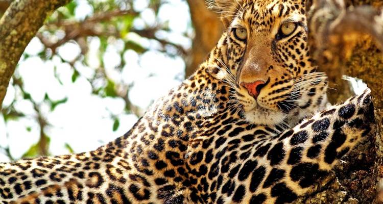 Splendeur du safari africain : 15 jours de nature, de faune et d'aventure - Wanderful Holidays LLC 2