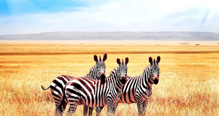 Splendeur du safari africain : 15 jours de nature, de faune et d'aventure - Wanderful Holidays LLC 3