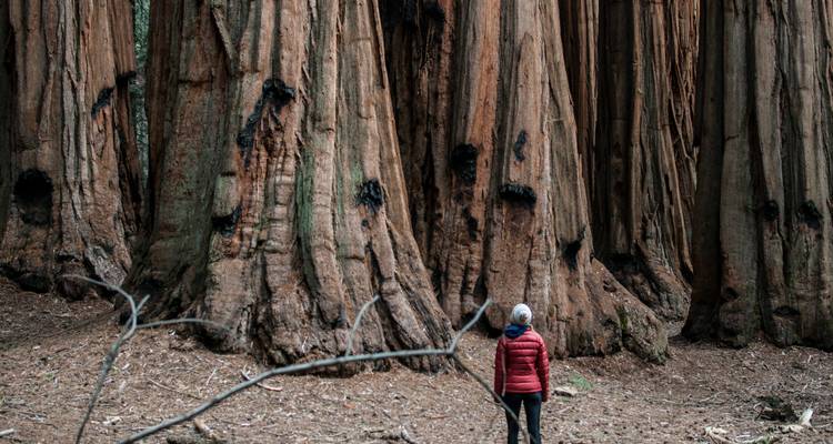 Recorrido por los Parques más Destacados de California: De San Francisco a Los Ángeles - Incredible Adventures 2