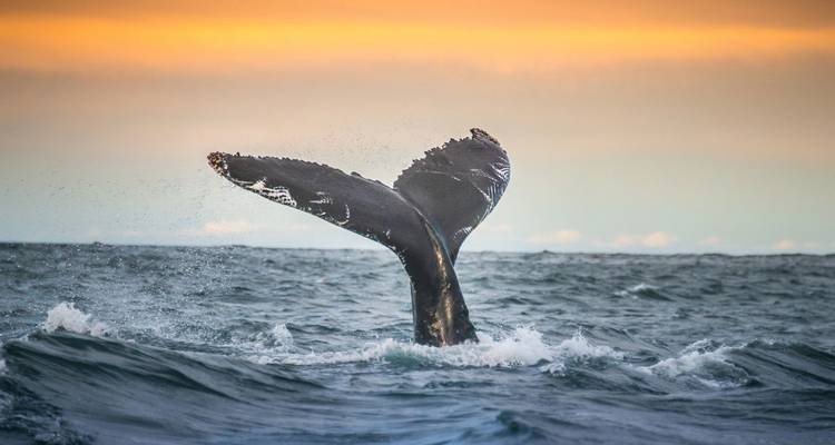 La cola de una ballena emerge del agua marina agitada contra un cielo de atardecer cálido.