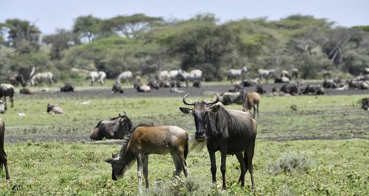 4 días en cómodo alojamiento -Circuito privado - Lights on Africa Destinations & Safaris 6