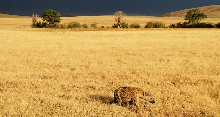 4 días en cómodo alojamiento -Circuito privado - Lights on Africa Destinations & Safaris 9
