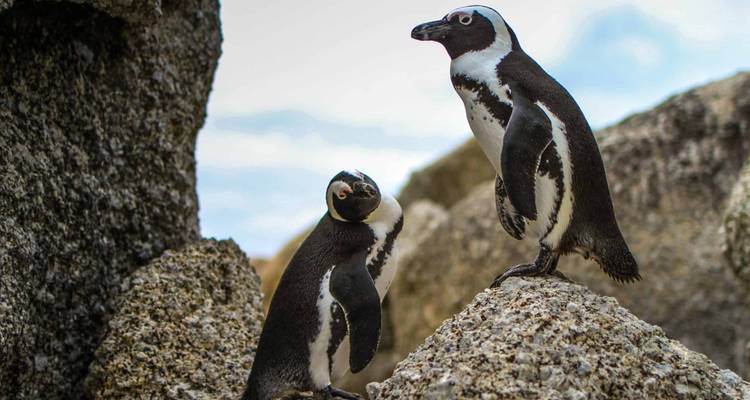 De Ciudad del Cabo a Kruger - Vuelo Vino, Maravillas y Vida Salvaje 10 Días - T.S TOURS 9