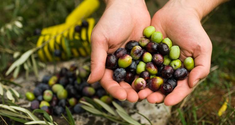 4 Epic Days in Mendoza: Vineyards and Mountains - Signature DMC 3