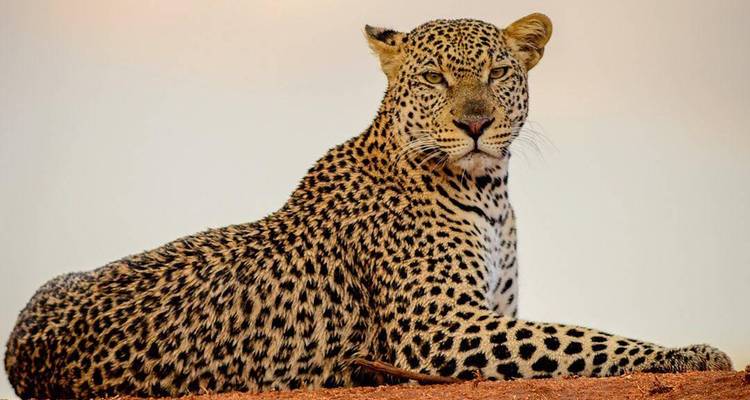 Ein Leopard, der auf einem Felsen liegt, mit einem klaren Himmel im Hintergrund.