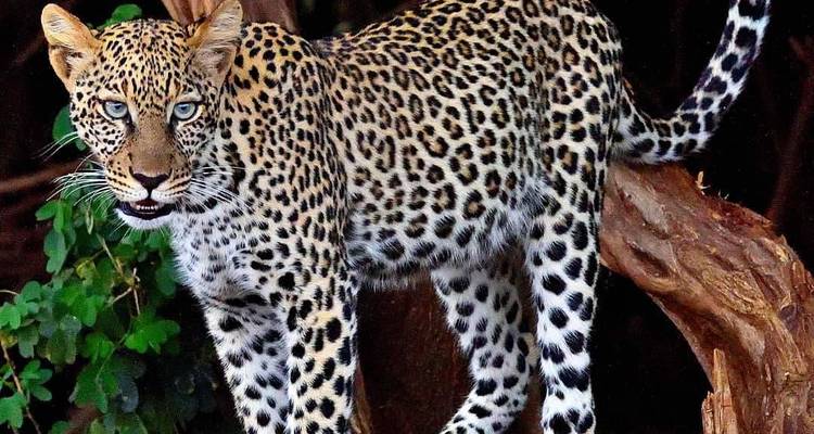 Ein Leopard, der auf einem Ast steht.