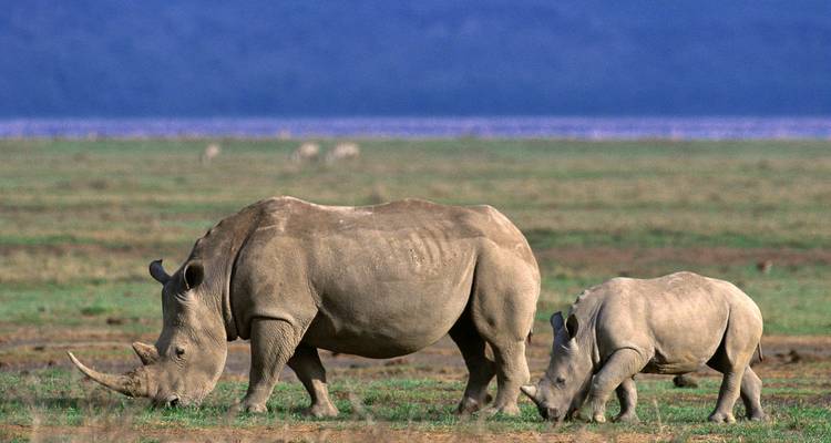 Een volwassen en een jonge neushoorn grazend in de savanne.