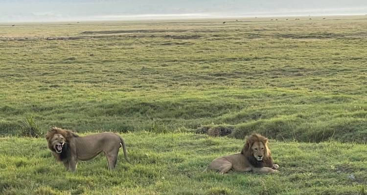 Twee leeuwen die rusten en gapen in een grasrijk gebied.