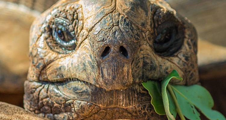 Tortues géantes, colibris et singes hurleurs - DIAMIR Erlebnisreisen 2