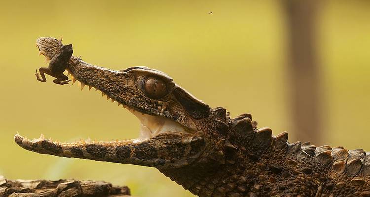 Tortues géantes, colibris et singes hurleurs - DIAMIR Erlebnisreisen 3