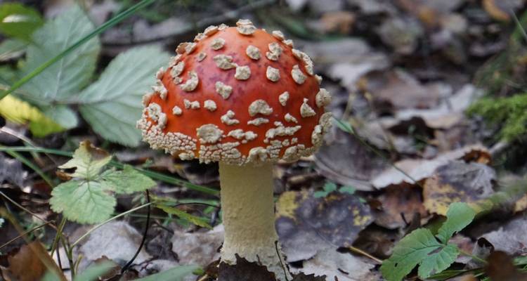 Rutas de osos y festín de bayas en el salvaje norte de Estonia - DIAMIR Erlebnisreisen 5