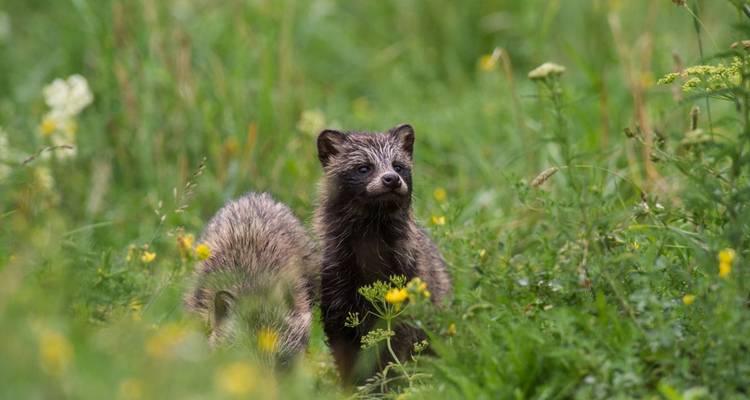 Rutas de osos y festín de bayas en el salvaje norte de Estonia - DIAMIR Erlebnisreisen 6