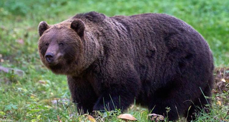 Rutas de osos y festín de bayas en el salvaje norte de Estonia - DIAMIR Erlebnisreisen 7