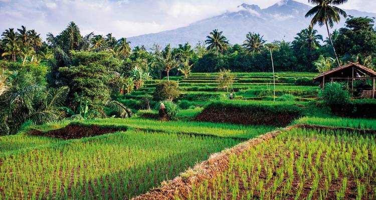Lush green rice terraces with a mountain in the background.