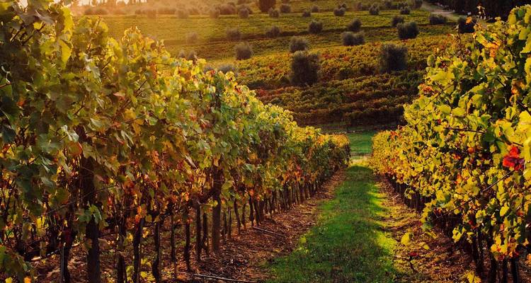 Sonnenbeschienene Reihen von Weinreben erstrecken sich in die Ferne über die hügelige toskanische Landschaft.