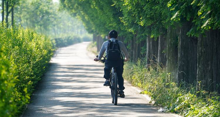 Eine Person, die an einem sonnigen Tag auf einem von grünen Bäumen gesäumten Weg Fahrrad fährt.