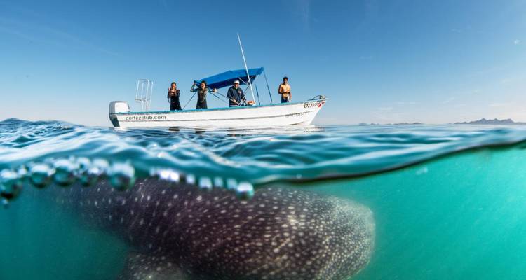 Baja - Marine Wildlife Adventure - Discover Corps 2