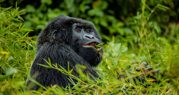 02 Días de Excursión a los Gorilas en Ruanda - GoExplore Safaris 2