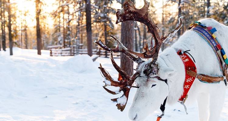 Vacaciones familiares de invierno en la Laponia finlandesa - Intrepid Travel 9