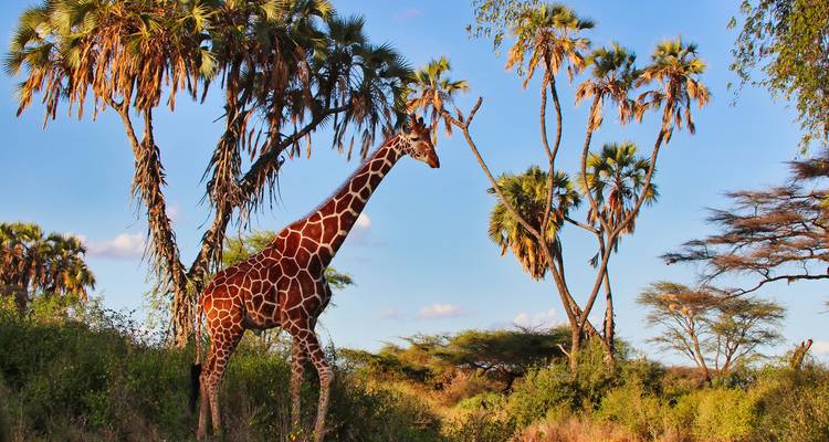 ¡Lo último en safaris por Kenia! - Wingbuddy 1