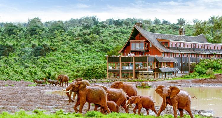 ¡Lo último en safaris por Kenia! - Wingbuddy 4