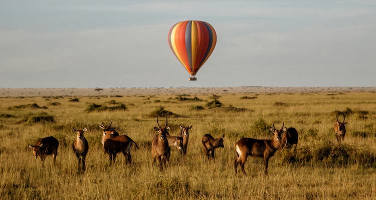 ¡Lo último en safaris por Kenia! - Wingbuddy 6