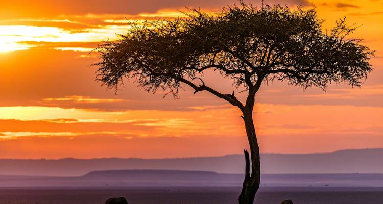 ¡Lo último en safaris por Kenia! - Wingbuddy 7