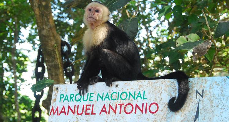 Curioso mono capuchino cariblanco se posa sobre un letrero desgastado del Parque Nacional Manuel Antonio rodeado de exuberante follaje de la selva.