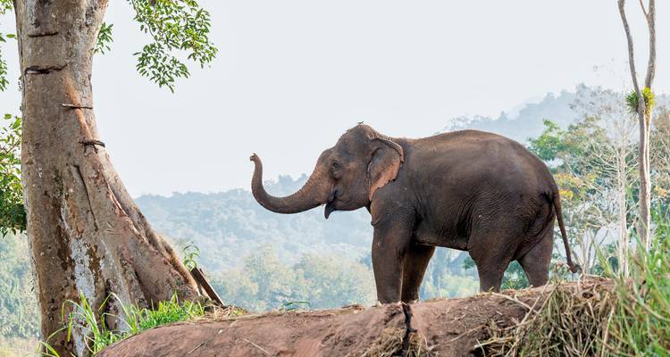An elephant standing near a tree in a forest setting.
