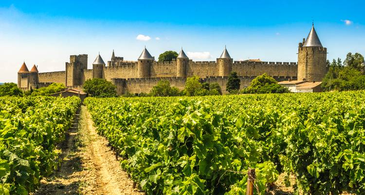 Weingärten, die zur befestigten mittelalterlichen Cité de Carcassonne unter blauem Himmel führen.