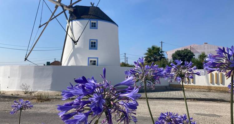 Traditional white windmill with blue-trimmed windows framed by violet flowers on a sunny day.