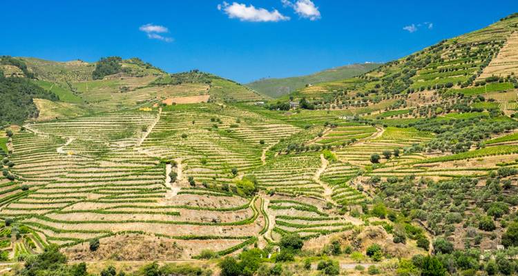 Terrassenförmige Weinberge in einer hügeligen Landschaft unter einem klaren blauen Himmel.