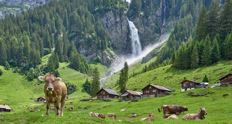 Des vaches qui broutent sur une colline verdoyante avec une cascade en arrière-plan.