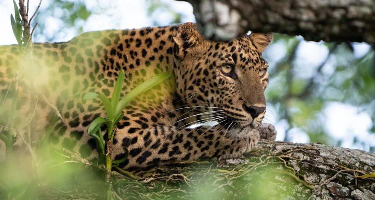 Nahaufnahme eines Leoparden, der auf einem Ast ruht, mit Grünzeug im Hintergrund.