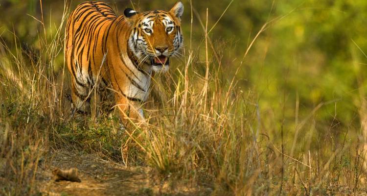 Ein Tiger, der in einem grasbewachsenen Gebiet läuft und aufmerksam blickt.
