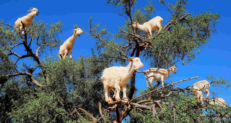 14-Day Authentic Morocco Adventure. - Morocco Premium Tours 7
