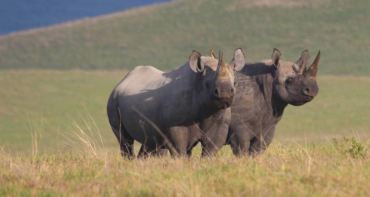 Twee neushoorns die staan op open grasland.